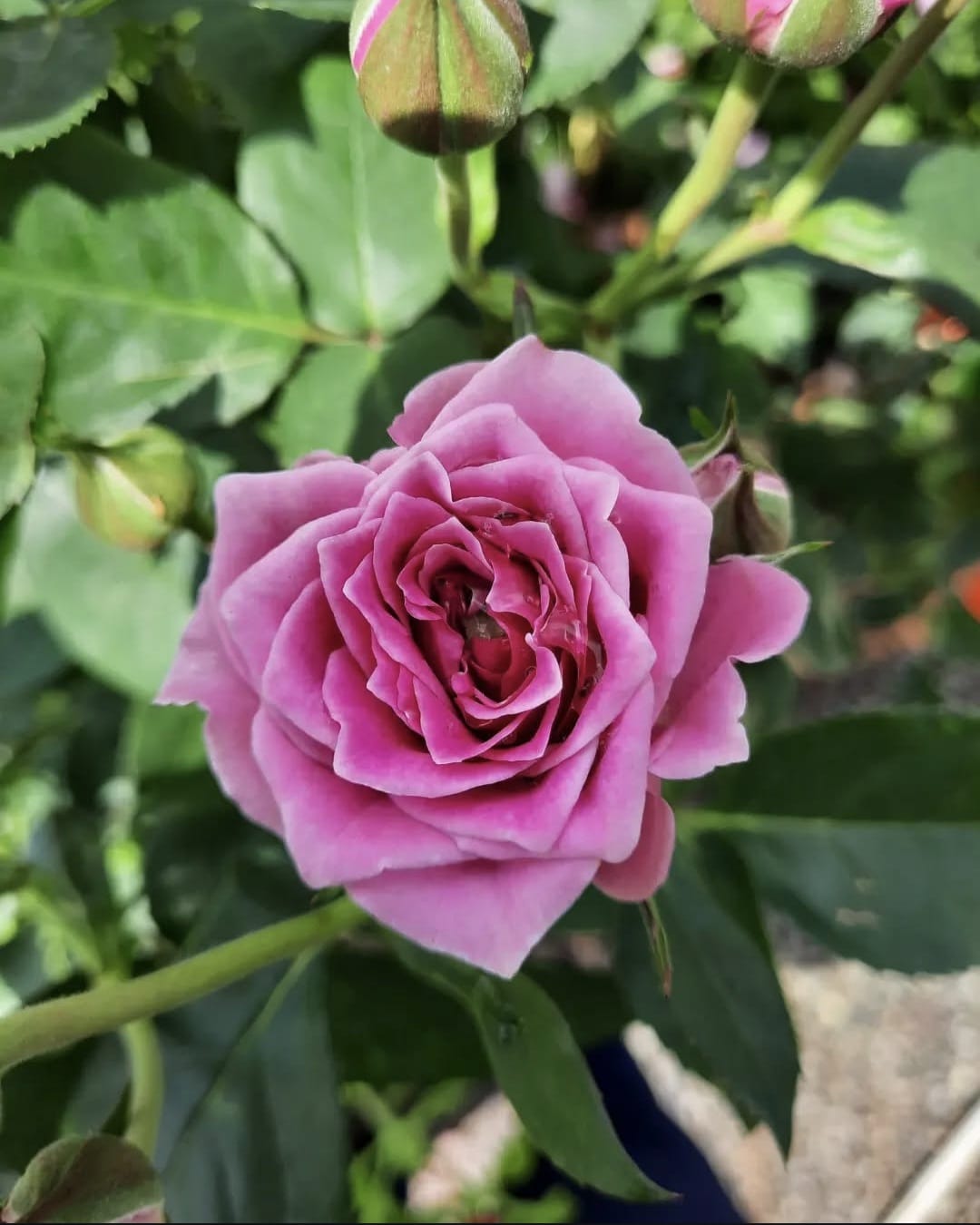 rosa colombiana rosa